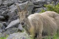 Alpine ibex in a natural environment. The French Alps. Royalty Free Stock Photo