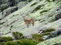 Alpine ibex small baby in the wild nature on rocks Royalty Free Stock Photo