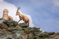 Alpine Ibex standing above mountain ridge in swiss alps, Zermatt, Switzerland Royalty Free Stock Photo