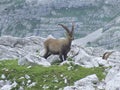 Alpine ibex standing on rocks in the mountains. Beautiful horned animal