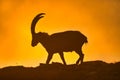 Alpine ibex in the swiss alps, sunset at the limmernsee in glarus, switzerland steinbock Royalty Free Stock Photo