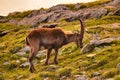 Alpine ibex in the swiss alps, sunset at the limmernsee in glarus, switzerland steinbock Royalty Free Stock Photo