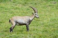 Alpine Ibex Royalty Free Stock Photo