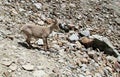 Alpine ibex in the wild nature on rocks Royalty Free Stock Photo