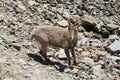 Alpine ibex in the wild nature on rocks Royalty Free Stock Photo