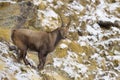 Alpine Ibex in winter, Capra ibex, Gran Paradiso National Park, Italy Royalty Free Stock Photo