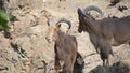 Alpine ibex Capra ibex in mountain environment Royalty Free Stock Photo