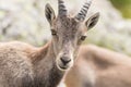 Alpine Ibex