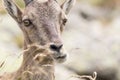 Alpine Ibex