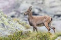 Alpine Ibex