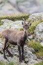 Alpine Ibex