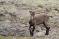 Alpine Ibex