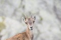 Alpine Ibex