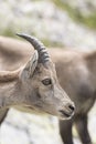 Alpine Ibex