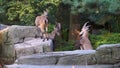 Two alpine ibexes clashing into each other, wild goat fight, aggressive animal behavior