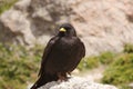 Alpine jackdaw Royalty Free Stock Photo