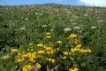 Alpine kidney vetch Anthyllis vulneraria alpestris on the meadows of Malbun, Liechtenstein Royalty Free Stock Photo