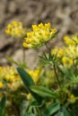 Alpine kidney vetch Royalty Free Stock Photo