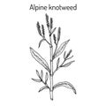 Alpine knotweed aconogonon alpinum , medicinal plant