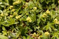 Alpine lady mantle, Alchemilla alpina Royalty Free Stock Photo