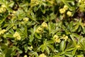 Alpine lady mantle, Alchemilla alpina Royalty Free Stock Photo