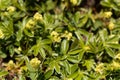 Alpine lady mantle, Alchemilla alpina