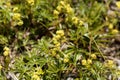 Alpine lady mantle, Alchemilla alpina