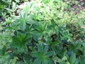 Alpine lady`s-mantle, Alchemilla alpine