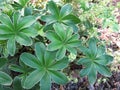 Alpine lady`s-mantle, Alchemilla alpine