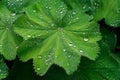 Alpine ladys mantle green leaf with a waterdrop Royalty Free Stock Photo