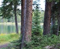 Alpine Lake Through the Evergreens