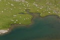 Alpine lake. green pasture and grazing white cows