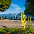 Alpine Lakeside with a Beautifull Yellow Blossom in the Foreground Royalty Free Stock Photo