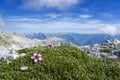 Alpine landscape with blooming flowers between rocks high at the Royalty Free Stock Photo
