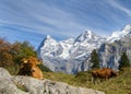 Alpine landscape and cow in touristic valley Lauterbrunnen, Switzerland Royalty Free Stock Photo