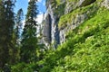 Alpine landscape with a meadow under a rock wall and spruce (Picea abies) trees