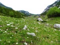 Alpine landscape with white flowers in front in Kamnik-Savinja alps in Slovenia Royalty Free Stock Photo