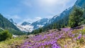 Alpine landscape with purple crocus Royalty Free Stock Photo