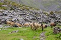 Beautiful alpine landscape with swiss sheep in summer