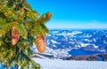 Alpine landscape with spruce branch,  Zwolferhorn, St Gilgen, Salzkammergut, Austria Royalty Free Stock Photo