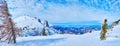 Alpine landscape with spruces, Feuerkogel Mountain, Ebensee, Salzkammergut, Austria