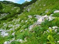 Alpine landscape with wildflowers incl golden root