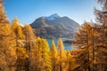 Alpine larch forests in autumn foliage near Lake Sils in the Swiss Alps Royalty Free Stock Photo