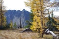 Alpine Larches Royalty Free Stock Photo