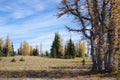 Alpine Larches Royalty Free Stock Photo