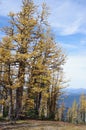 Alpine Larches Royalty Free Stock Photo