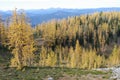 Alpine Larches Royalty Free Stock Photo