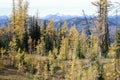 Alpine Larches Royalty Free Stock Photo