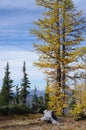 Alpine Larches Royalty Free Stock Photo