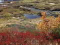 Alpine late fall scene Royalty Free Stock Photo